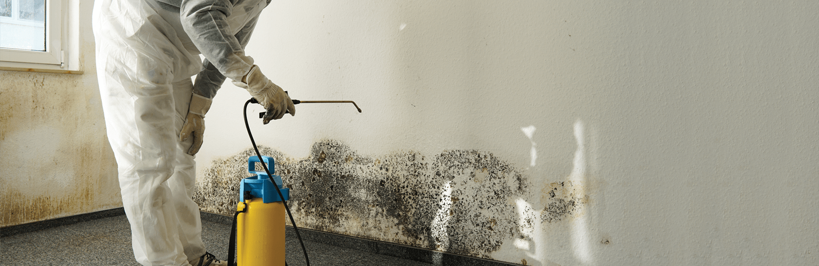 Mold Damage - Experience Mold Damage Adjusters - Public Adjuster FL